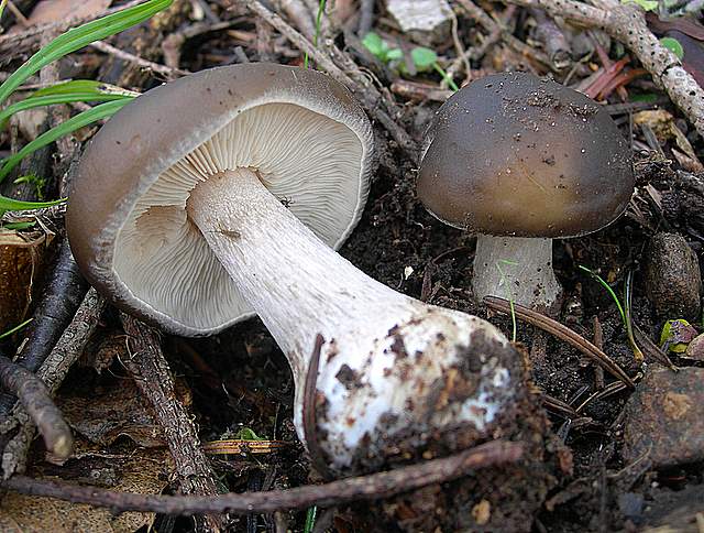 Il Risveglio dei Funghi